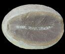 Unidentified Fossil Worm (Pos/Neg) - Mazon Creek #70605-2